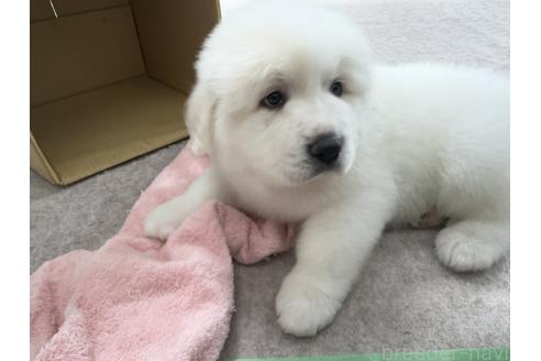 成約済の千葉県のグレートピレニーズ-360561の7枚目
